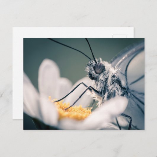 Carte postale papillon Gazé Postkarte (Vorne/Hinten)