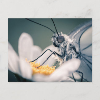 Carte postale papillon Gazé Postkarte