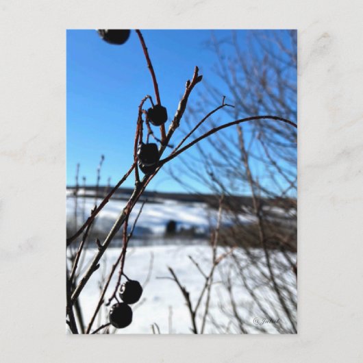 Carte postale paysage Baies d'hiver Postkarte (Vorderseite)