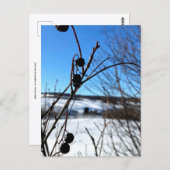 Carte postale paysage Baies d'hiver  Postkarte (Vorne/Hinten)