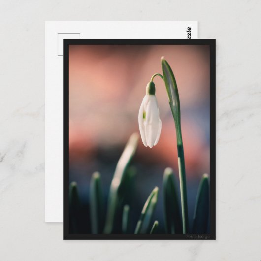 Carte postale Perce Neige Postkarte (Vorne/Hinten)