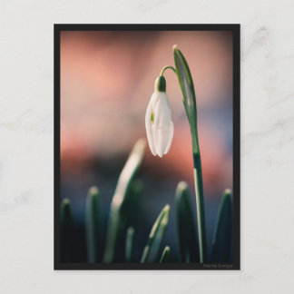 Carte postale Perce Neige Postkarte