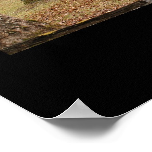 Carter Shields Cabin Poster (Ecke)