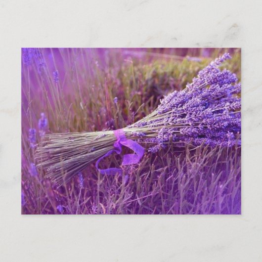 Cartes postale bouquet de lavandes postkarte (Vorderseite)