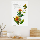 Carthamus Tinctoria Poster (Küche)