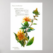 Carthamus Tinctoria Poster (Vorne)