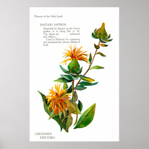 Carthamus Tinctoria Poster
