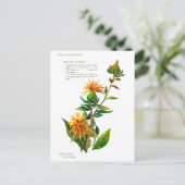Carthamus Tinctoria Postkarte (Stehend Vorderseite)