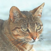 Cartoon Style Tabby Cat RB Aufkleber (Vorderseite)