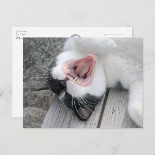 Carulmare Cat Yawn CC0379 Postkarte (Vorne/Hinten)