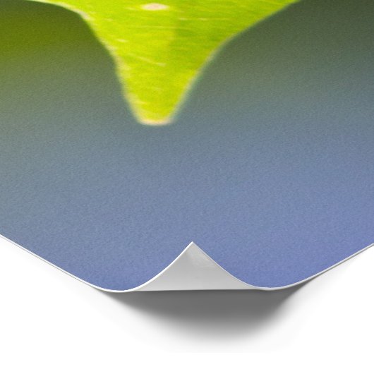 Carulmare Maple Leaf CC0041 Poster (Ecke)