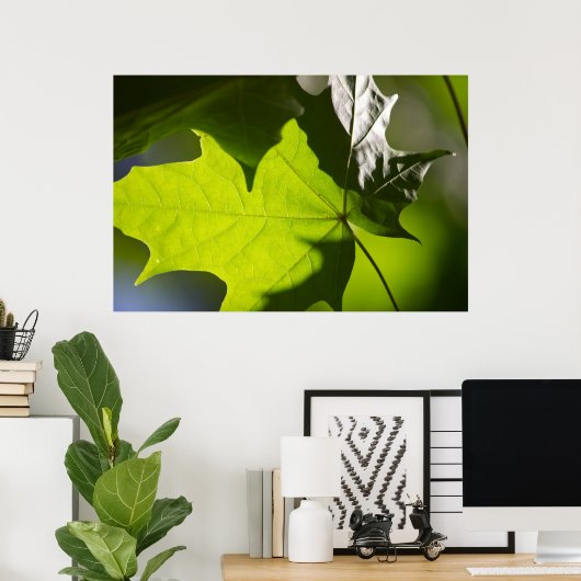 Carulmare Maple Leaf CC0041 Poster (Heimbüro)