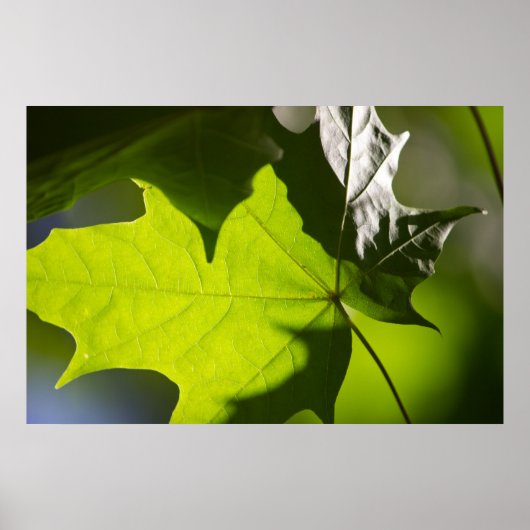Carulmare Maple Leaf CC0041 Poster (Vorne)