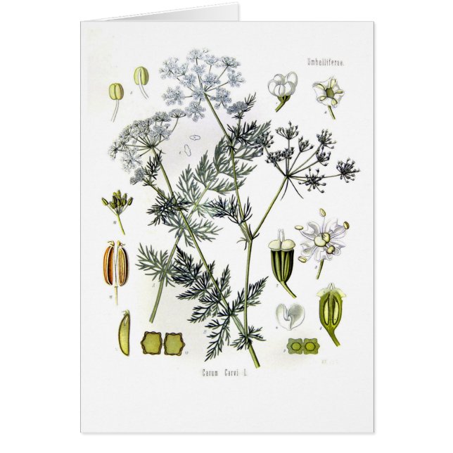 Carum carvi (Kümmel) (Vorne)