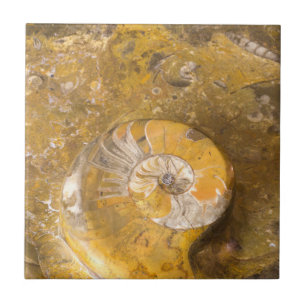 Carved Bowl Made of Fossils in Rock Closeup Foto Fliese