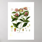 Caryophyllus aromaticus (Handschuh) Poster (Vorne)