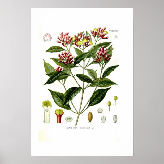 Caryophyllus aromaticus (Handschuh) Poster (Vorne)