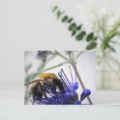 Caryopteris Postkarte (Stehend Vorderseite)