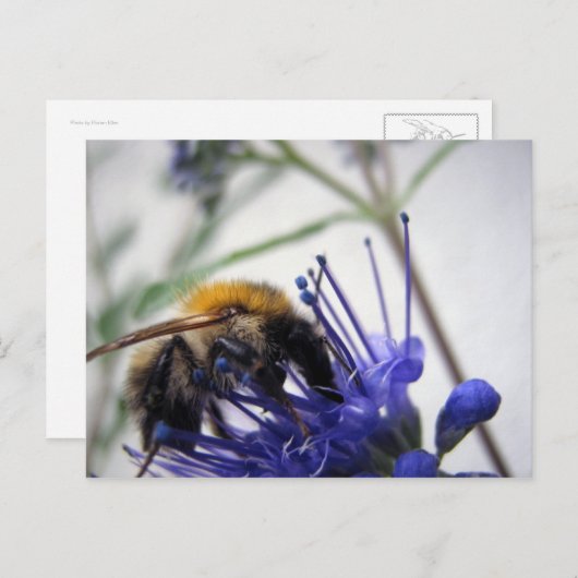 Caryopteris Postkarte (Vorne/Hinten)