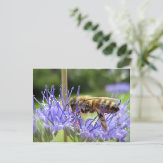 Caryopteris Postkarte (Stehend Vorderseite)