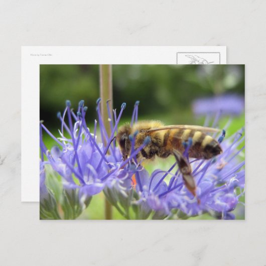 Caryopteris Postkarte (Vorne/Hinten)