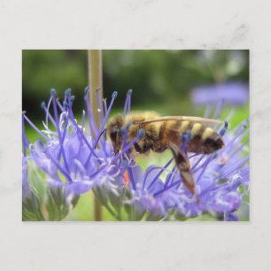 Caryopteris Postkarte