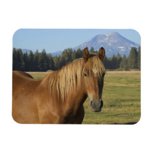 Cascade Range   Kastanienbraunes Pferd Magnet