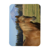 Cascade Range | Kastanienbraunes Pferd Magnet (Vertikal)