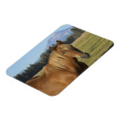 Cascade Range | Kastanienbraunes Pferd Magnet (Linke Seite)