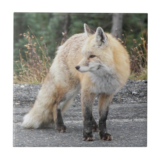 Cascade Red Fox Wildlife Foto Fliese (Vorderseite)