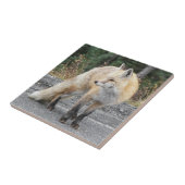 Cascade Red Fox Wildlife Foto Fliese (Seite)