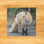 Cascade Red Fox Wildlife Foto Fliese