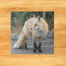 Cascade Red Fox Wildlife Foto Fliese