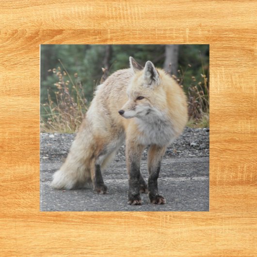 Cascade Red Fox Wildlife Foto Fliese