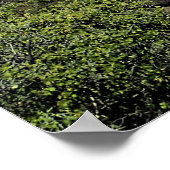 Cascades und Lava Rocks, Oregon Poster (Ecke)