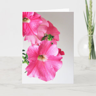 Cascading Pink Petunias Karte