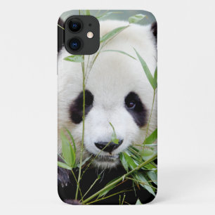 Case Foto Riesenpanda, Panda Geant , Tiere.