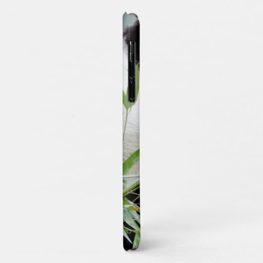 Case Foto Riesenpanda, Panda Geant , Tiere. (Hinten/Links)