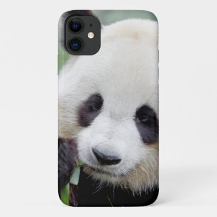 Case Foto Riesenpanda, Panda Geant , Tiere.
