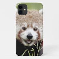 Case Foto roter Panda, Panda roux , Tiere.