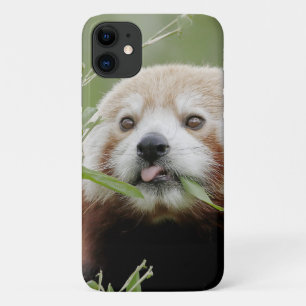 Case Foto roter Panda, Panda roux , Tiere.