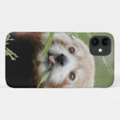 Case Foto roter Panda, Panda roux , Tiere. (Rückseite (Horizontal))