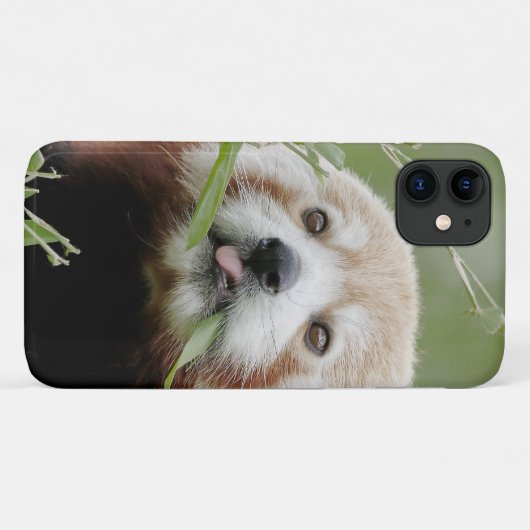 Case Foto roter Panda, Panda roux , Tiere. (Rückseite (Horizontal))