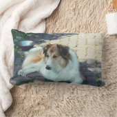 Casey Collie Lendenkissen (Decke)