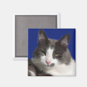 Casey White Gray Cat Magnet (Vorderseite/Rückseite)