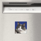 Casey White Gray Cat Magnet (In Situ (Geschirrspüler))