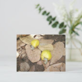 Cashew Fruits, Nigeria Postkarte (Stehend Vorderseite)