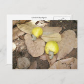 Cashew Fruits, Nigeria Postkarte (Vorne/Hinten)