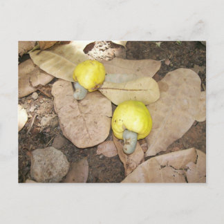 Cashew Fruits, Nigeria Postkarte