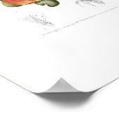 Cashew Poster (Ecke)